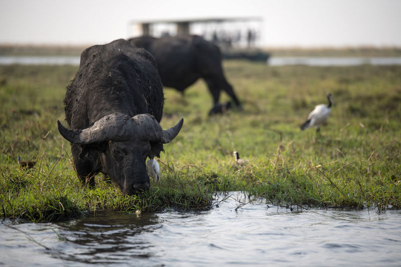 Buffalos in a lake