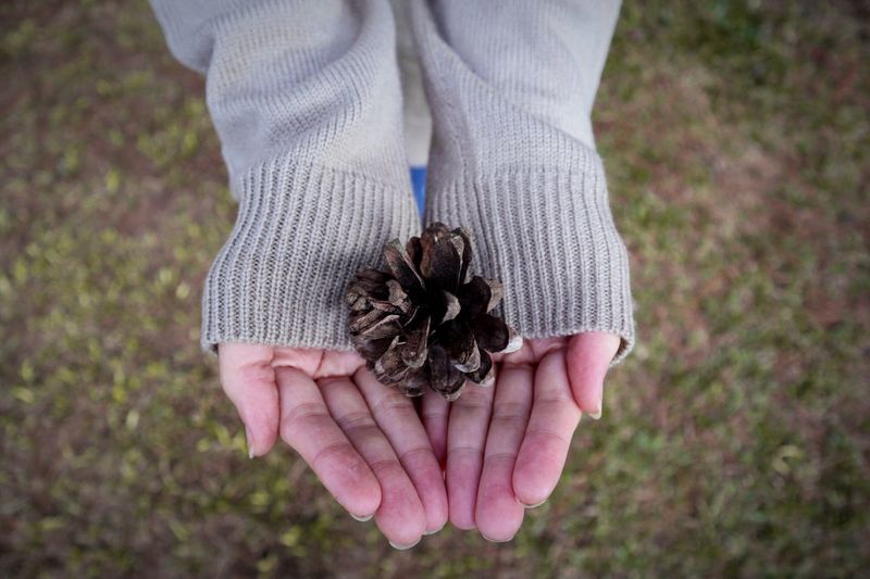 Directly above shot of hands holding pine cone