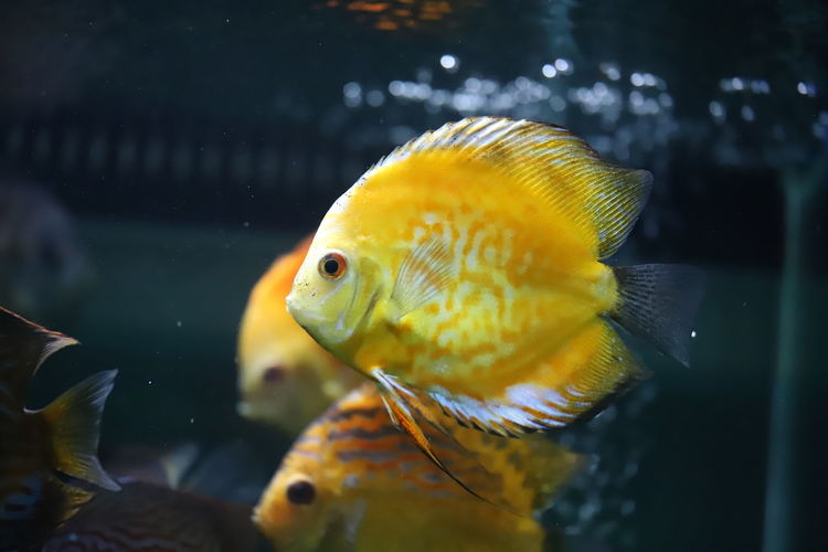 Close-up of koi carps swimming in aquarium