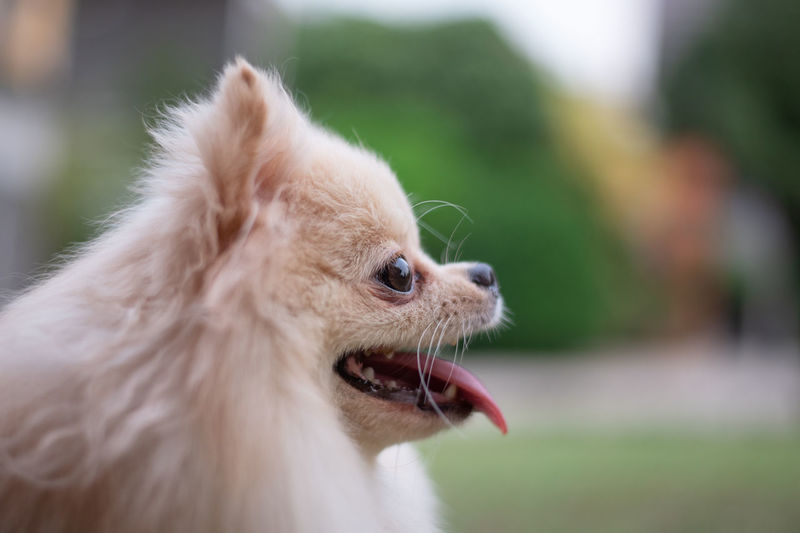 Close-up of a small light brown fluffy pomeranian dog looking away with smile