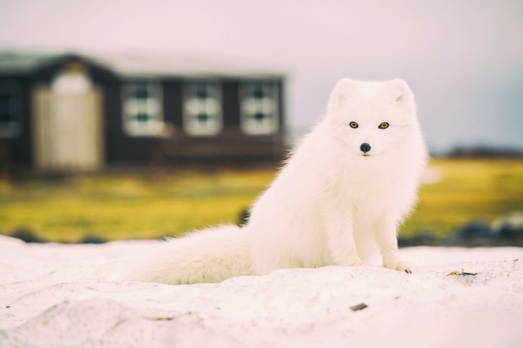 Portrait of white dog outdoors