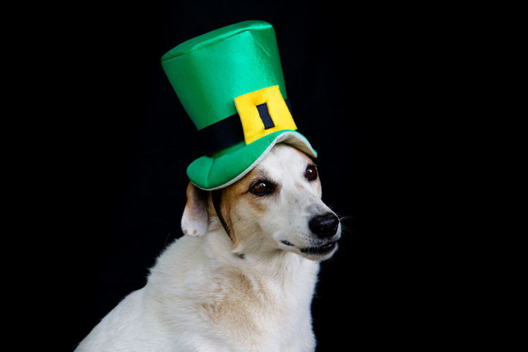 Portrait of a mongrel dog with st patricks day hat