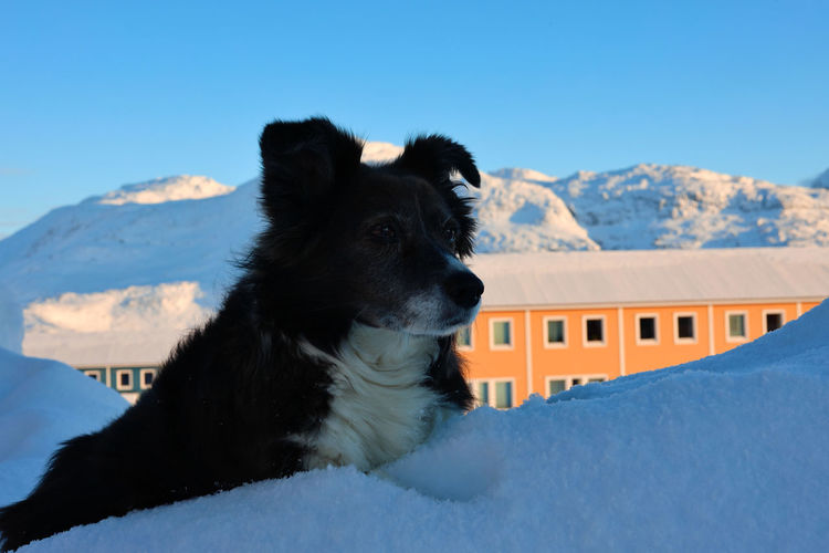 Dog on snow covered mountains against sky