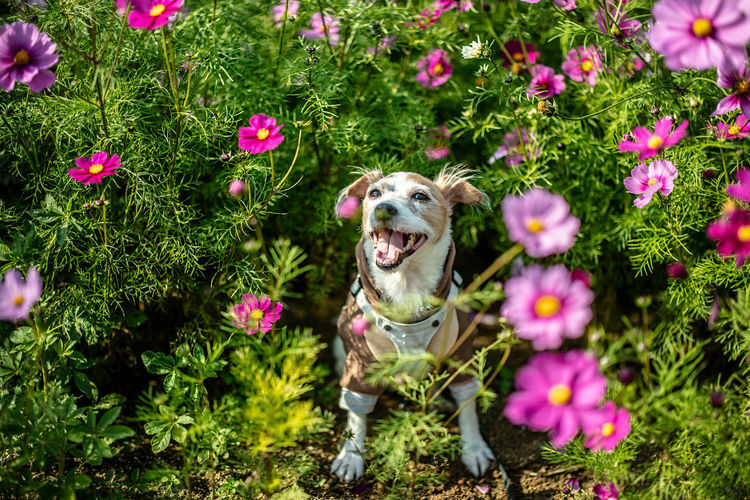 Dog with pink flowers