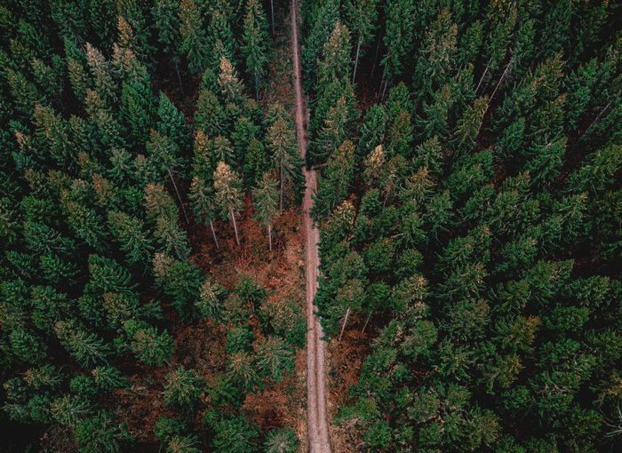 High angle view of trees in forest