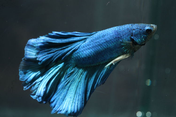 Close-up of blue siamese fighting fish swimming in aquarium