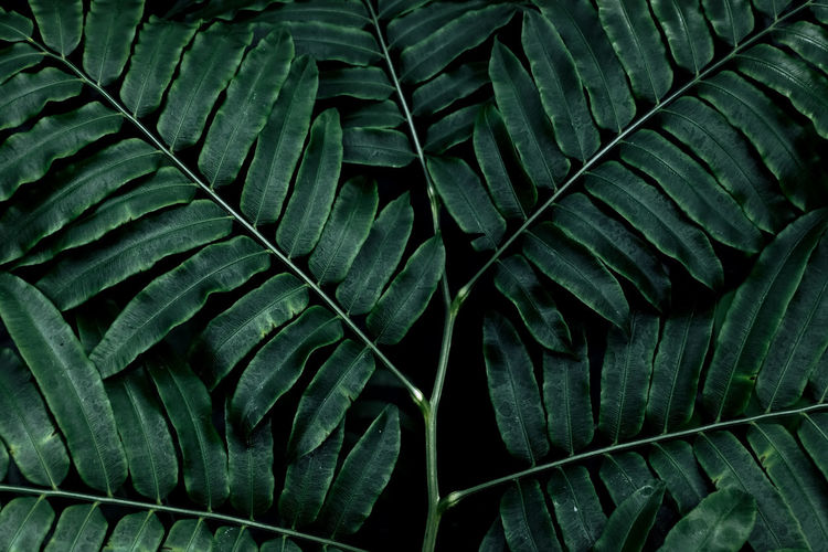 Full frame shot of ferns