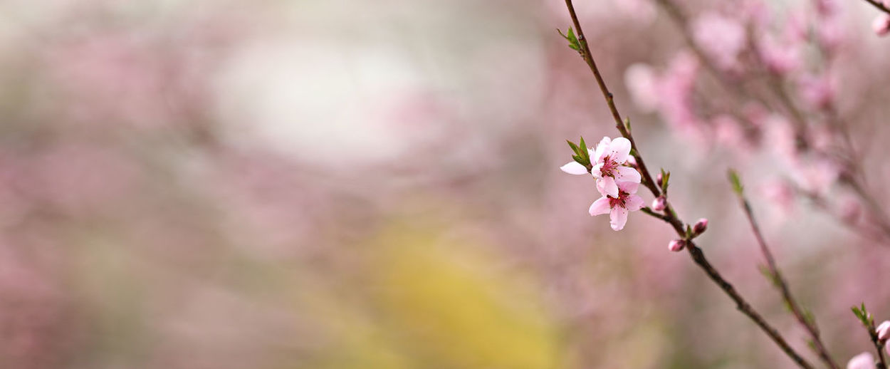 Pink peach flower blossoms in spring season. beautiful peach blossoms sway in the wind. beautiful 