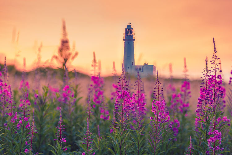 Purple flowering plants by building against sky during sunset