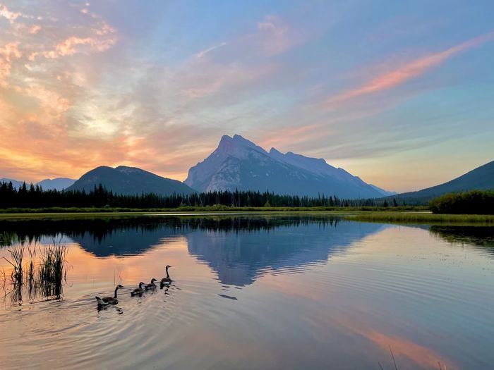 Geese greeting the dawn at mount rundle 