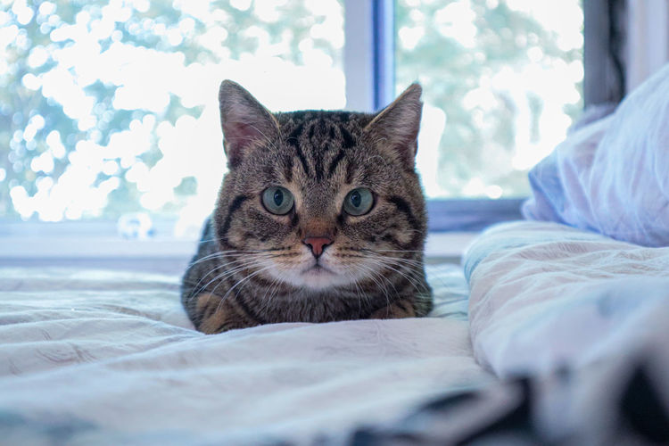 Portrait of cat relaxing on bed at home
