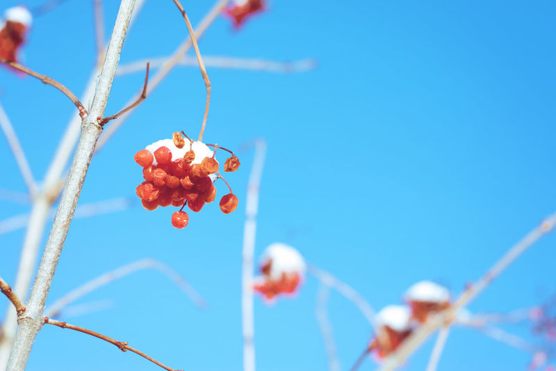 Low angle view of red berries against clear blue sky