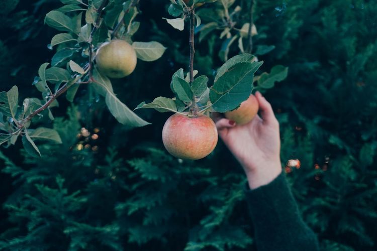 Cropped hand of woman picking apples growing on tree