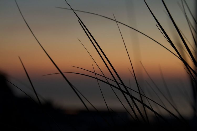 Close-up of silhouette grass on field against sky at sunset