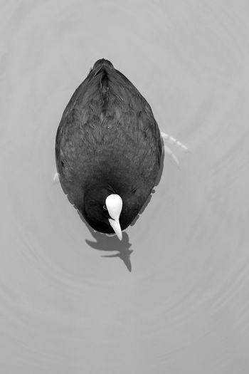 animals in the wild