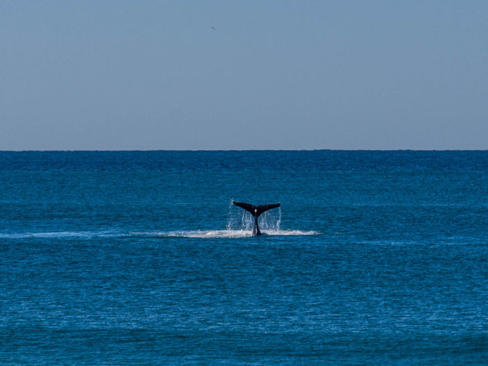 Humpback whale swimming in sea against clear blue sky