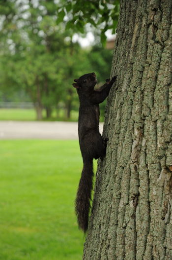 Black cat on tree trunk