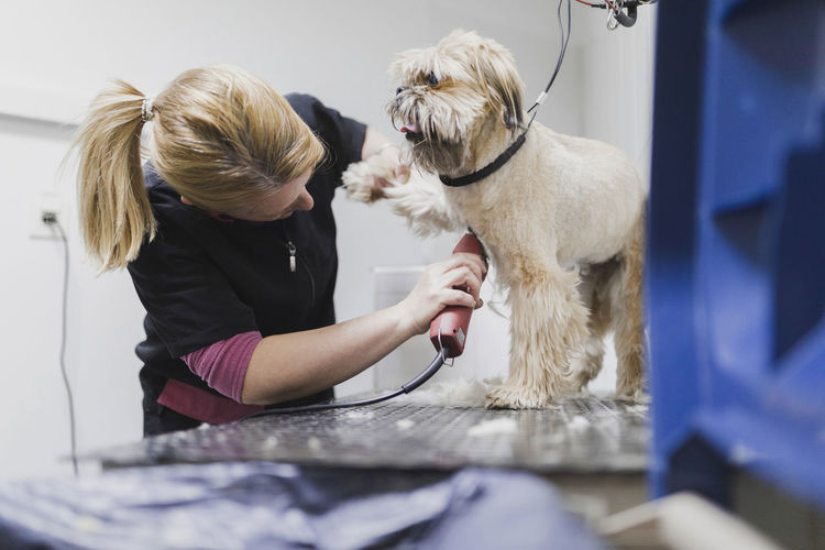 Professional veterinarian woman cutting fur of dog at table