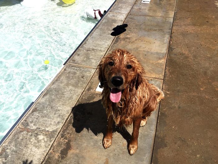 Portrait of dog at poolside on sunny day