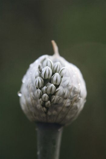 Onion flower