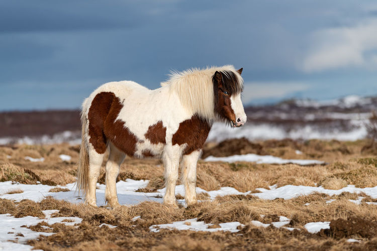 Horse standing on snow covered field