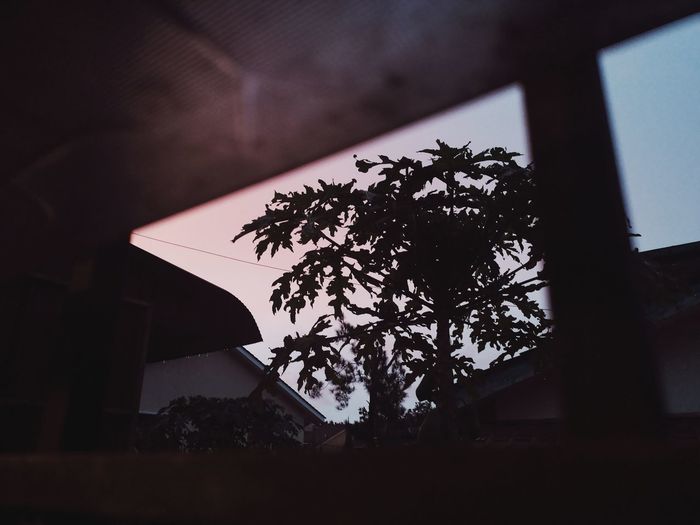 Low angle view of silhouette tree by building