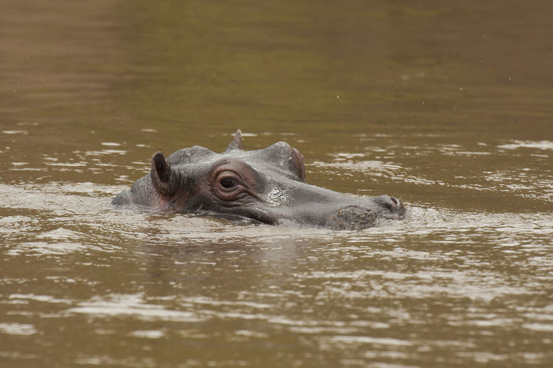 Hippopotamus swimming in river