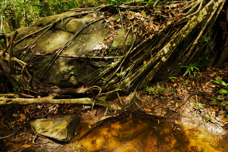 High angle view of plants in forest