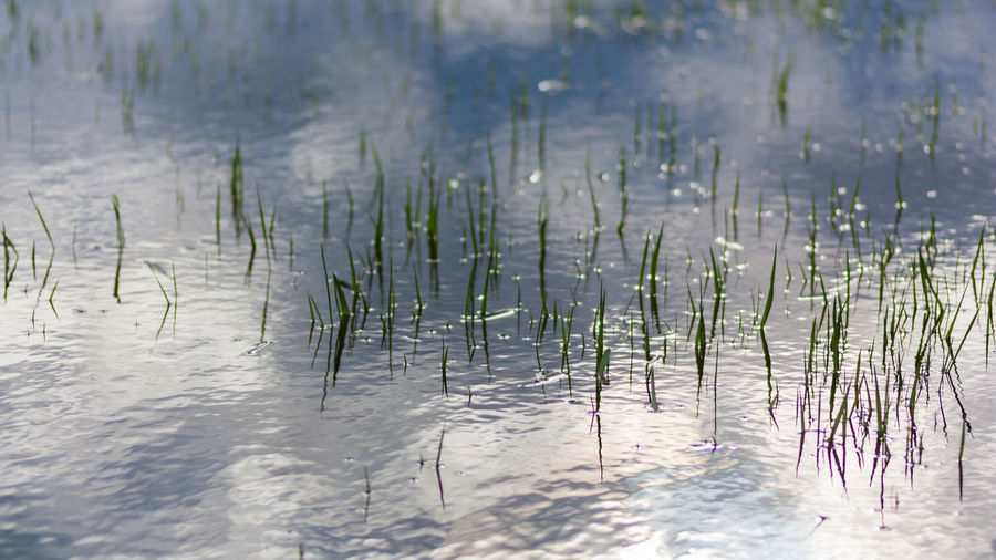 Plants growing in lake