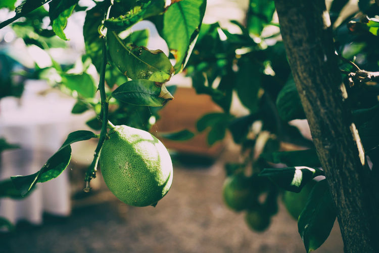 Close-up of citrus fruit growing on tree