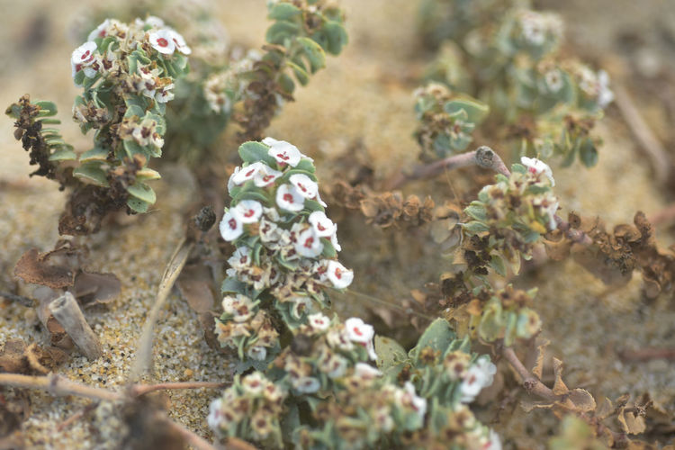 Macro close-up of tiny wildflowers growing on beach in sand in baja, mexico