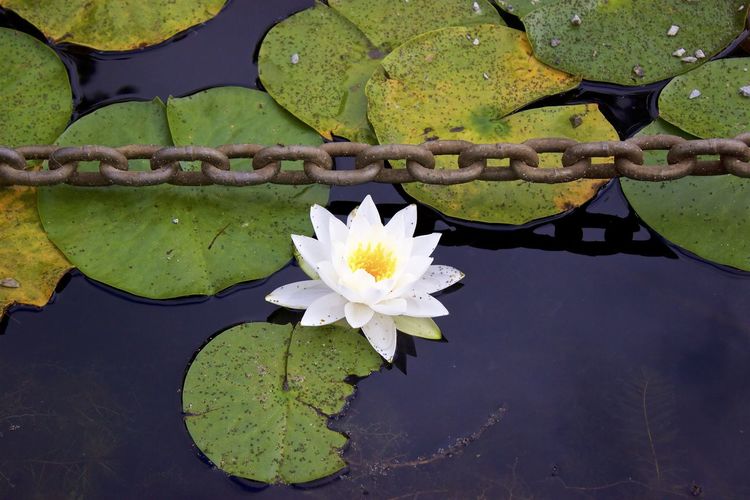 High angle view of lotus water lily in pond