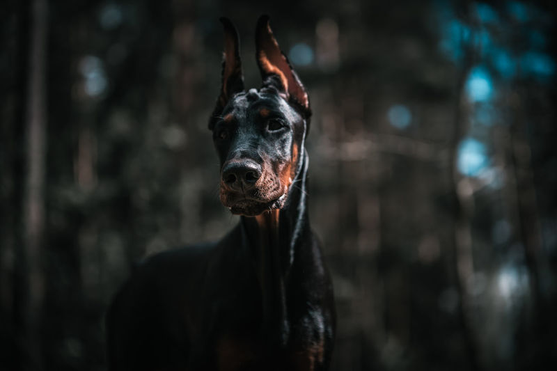 Portrait of black dog