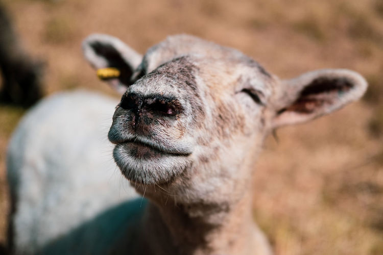 Close-up of a sheep that appears to be smiling