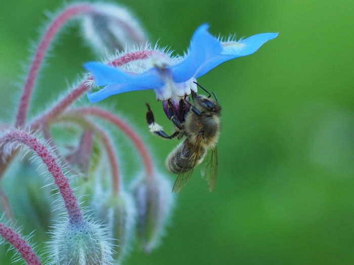 Close-up of bee on flower