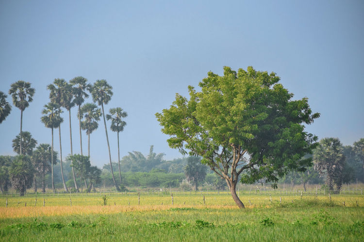 Beautiful natural landscape of medicinal neem tree azadirachta indica, alone in a rural environment