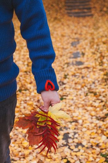 Close-up of hand holding maple leaves