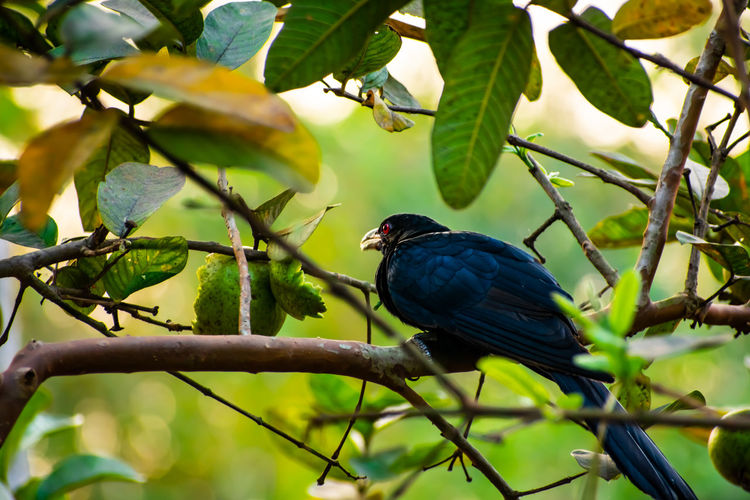 The asian koel is a member of the cuckoo order of birds, the cuculiformes.
