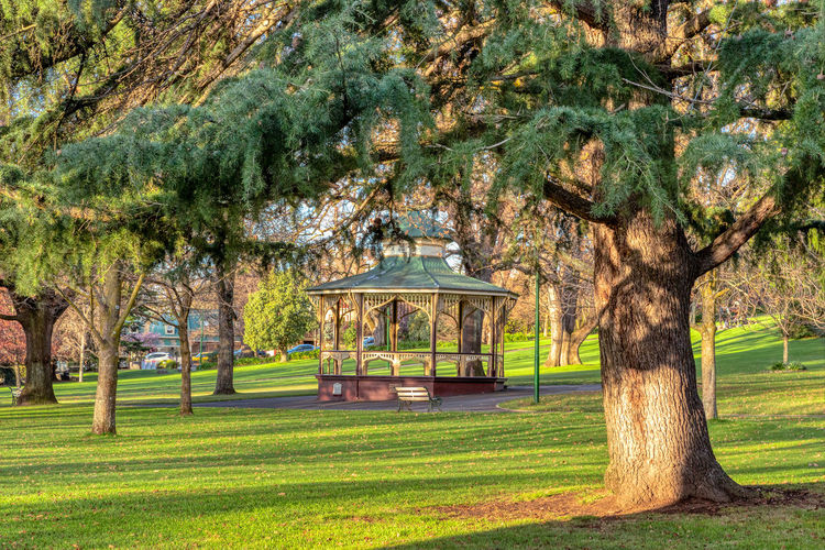 Trees in park