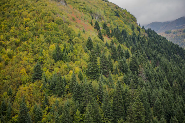High angle view of pine trees in forest
