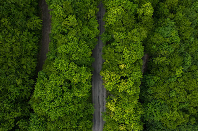 Full frame shot of trees in forest