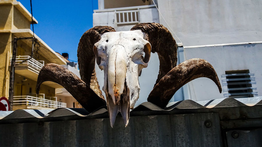Low angle view of animal skull on roof against building
