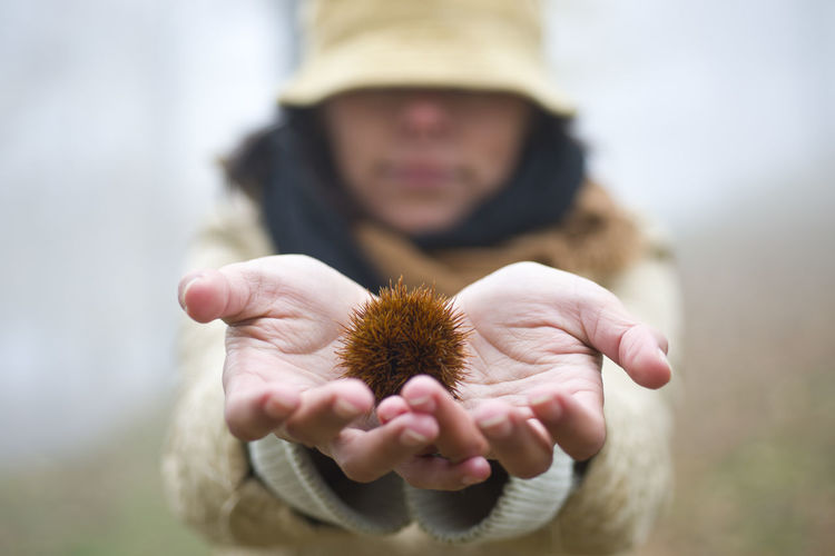 Close-up of person holding chestnut