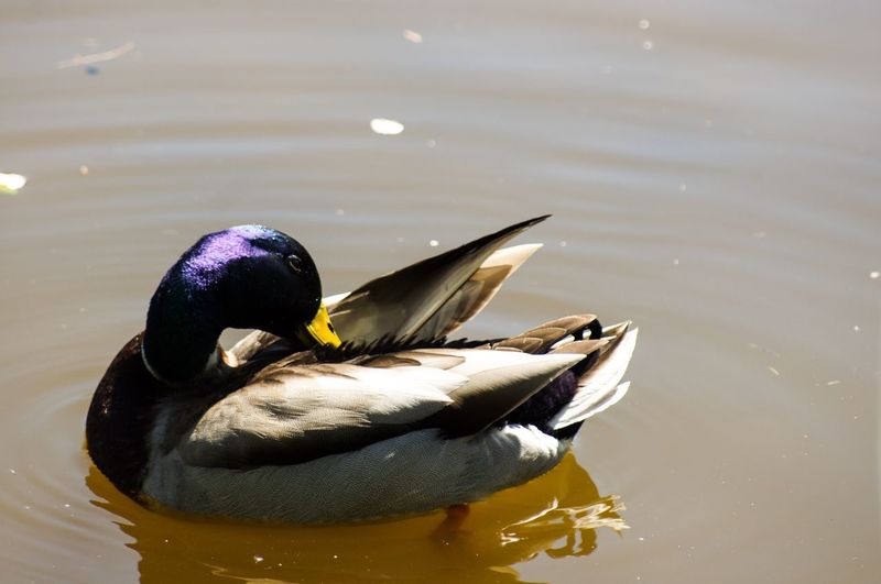 High angle view of duck swimming in lake