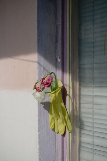 Close-up of fresh tulips in a glove against wall