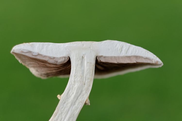 Close-up of mushroom growing against green background