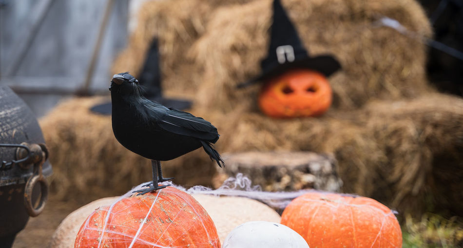 Close-up of a bird on a pumpkin