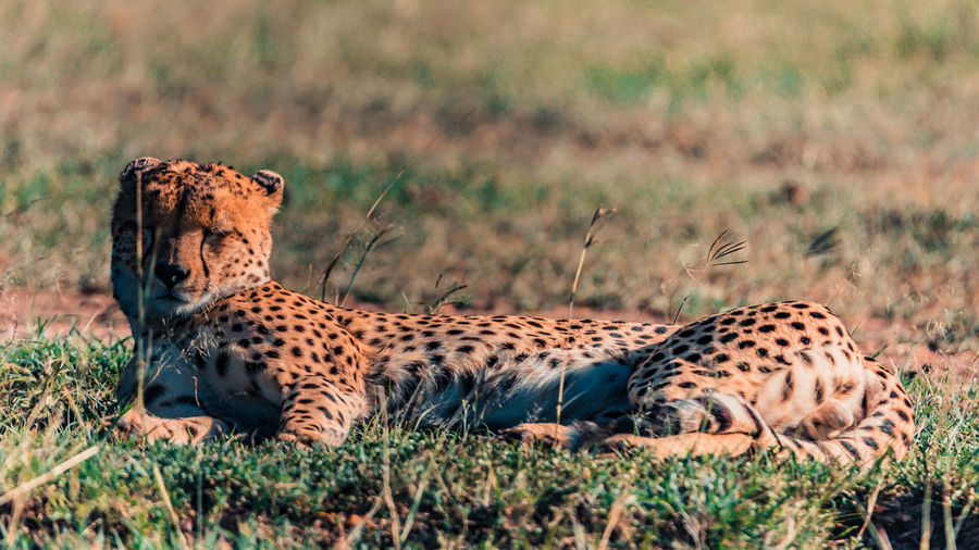 A resting cheetah