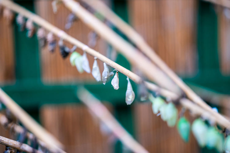 View of cocoons hanging on branch