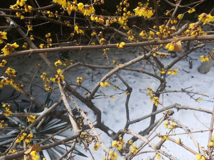Close-up of yellow flowers growing on tree